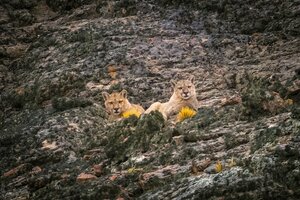 Contemplar pumas en los cañadones patagónicos (Fuente: Felipe Menzella)
