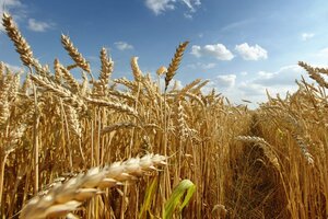 Mejoran los rindes en la cosecha de trigo (Fuente: NA)