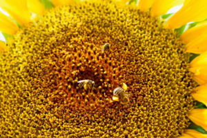 Científicos argentinos lograron adiestrar abejas para dirigirlas a cultivos específicos