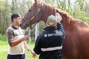 Catamarca: confirman primer caso de encefalomielitis equina del Oeste