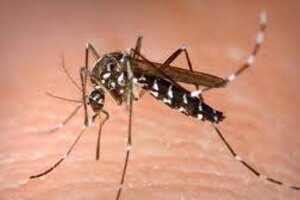 Detectaron cinco casos de dengue autóctono en la Ciudad de Buenos Aires  