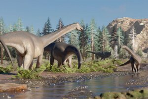 Encontraron restos de un nuevo dinosaurio en Neuquén: era hervíboro y medía 20 metros  (Fuente: Prensa Conicet)