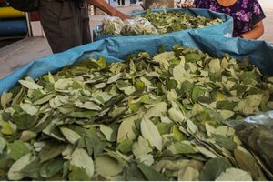 Avanza en Bolivia la construcción de la fábrica para industrializar la hoja de coca