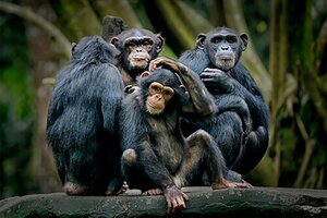 ¡Viva el Partido Chimpancé!