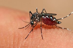 Dengue: entre finales de julio y enero se registraron más de 22.000 casos en todo el país
