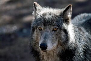 La justicia autoriza a disparar bolas de pintura a lobos "desviados" en Países Bajos  
