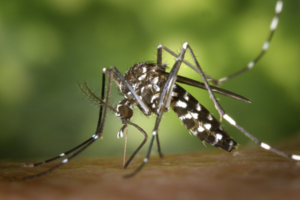 Aumentan los casos de dengue
