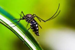 Confirman el primer caso de fiebre chikunguña de la temporada