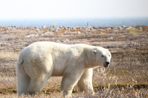 Osos polares corren riesgo de morir de hambre si el verano en el Ártico se alarga (Fuente: EFE)