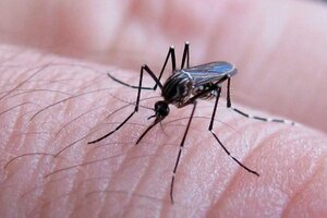 Reportan 92 nuevos casos de dengue