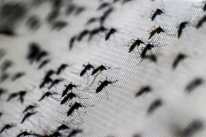 Por qué hay invasión de mosquitos en Buenos Aires y cómo protegerse
