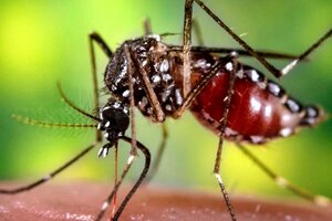 Detectan 1030 casos de dengue en la última semana y ya llegan a 3374 contagios (Fuente: NA)