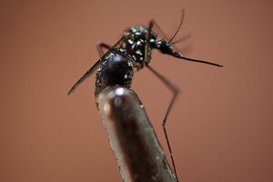 La epidemia de dengue "podría superar el récord del año pasado"