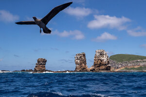 Islas Galápagos: cierran dos circuitos por la posible presencia de gripe aviar (Fuente: EFE)