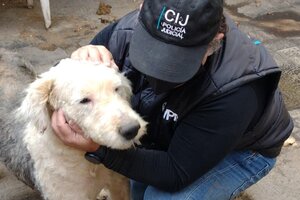 Por primera vez la justicia porteña condenó al dueño de un criadero ilegal por crueldad animal