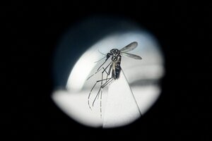 Dengue: la Conain recomendó al Gobierno comenzar una implementación focalizada de la vacuna