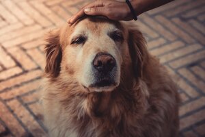 Perros ancianos, "salchichas" y bulldogs francés: consejos veterinarios para garantizar su bienestar