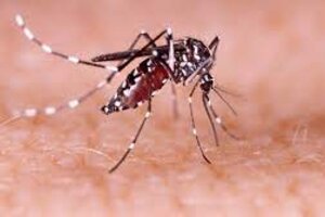 Dengue: confirmaron 36 mil nuevos casos y otros 36 fallecimientos  