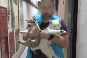 Clausuraron dos criaderos ilegales de perros en Villa Crespo y Mataderos 