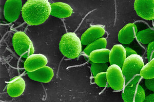 Descubren un alga que fija el nitrógeno del aire