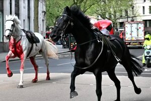 De película: caballos del Ejército Real se desbocan y causan estragos en pleno Londres