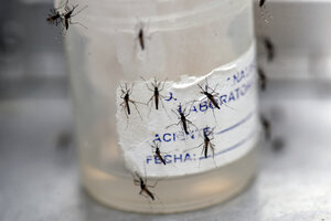 Dengue: el gobierno porteño dice que el brote entró en la fase final (Fuente: EFE)