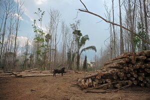 Desmantelaron una banda acusada de explotar tierras públicas en la Amazonia brasileña  (Fuente: AFP)