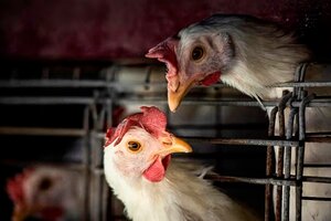 La OMS confirmó la primera muerte por un nuevo tipo de gripe aviar