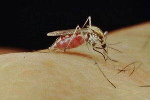 Sigue la invasión de mosquitos en Buenos Aires: ¿hasta cuándo se quedan?