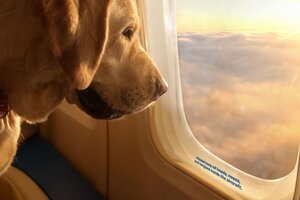 Estados Unidos: lanzan la aerolínea "Bark Air" para que los perros viajen con comodidades "VIP"