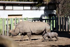 Chile: nació el tercer rinoceronte blanco en Sudamérica (Fuente: AFP)