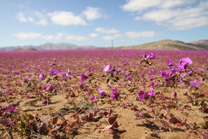 Sorpresa en Chile: floreció el desierto de Atacama  (Fuente: AFP)