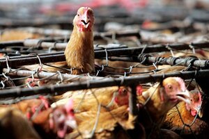 Otro estudio ratifica el contagio de gripe aviar entre mamíferos (Fuente: AFP)