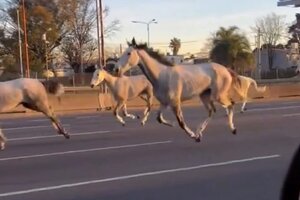 La explicación detrás de los 46 caballos que aparecieron corriendo en la Panamericana (Fuente: Captura de pantalla)