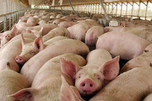 Argentina declara alerta sanitaria ante la amenaza de la Peste Porcina Africana