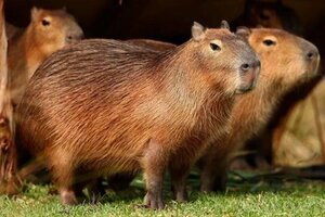 Carpinchos en Nordelta: el debate por los roedores llegó a National Geographic