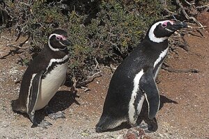 Dramático: casi 300 pichones de pingüinos fueron aplastados en Punta Tombo