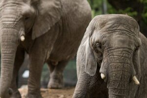 Sri Lanka prohíbe conducir elefantes en estado de embriaguez