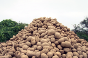 La Unión de Trabajadores de la Tierra repartirá 90 mil kilos de papas a comedores