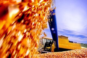El Gobierno suspendió las exportaciones de maíz para asegurar el abastecimiento interno