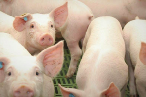 Preocupa el acuerdo entre Cancillería y China para la producción de carne de cerdo