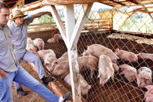 Pedro Peretti sobre el acuerdo de producción de cerdos con China: "Me preocupa que esto surja de un gobierno nacional y popular"