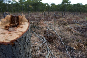 La pandemia no frenó el desmonte: durante la cuarentena desaparecieron casi 30 mil hectáreas de bosques argentinos