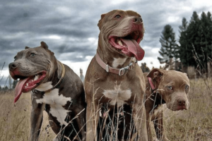 La Plata: habrá que registrar a los perros "potencialmente peligrosos"