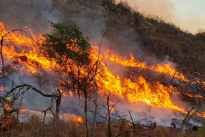 Córdoba: entre agosto y octubre los incendios forestales arrasaron más de 300 mil hectáreas de bosques y vegetación
