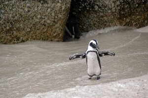 El triste video del pingüino que quedó solo tras la matanza en Chubut