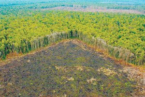 Nuevo récord de deforestación en Brasil: aumentó un 419 por ciento en comparación con el 2021   