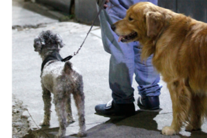 Los paseadores de perros piden al Gobierno Porteño que los reconozca como trabajadores esenciales