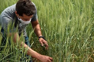 Trigo transgénico: científicos advierten que es riesgoso para la salud y el ambiente