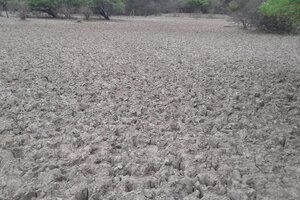 La sequía en el Chaco salteño afecta al 80% de los productores
